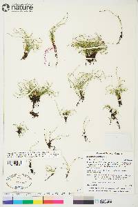 Equisetum scirpoides image