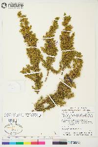 Juniperus communis var. depressa image