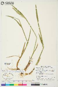 Arctagrostis latifolia subsp. latifolia image