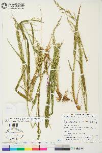 Arctagrostis latifolia subsp. arundinacea image