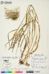 Arctagrostis latifolia subsp. arundinacea image