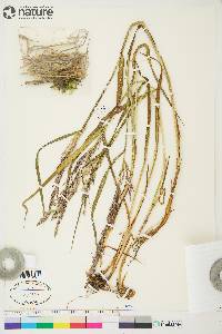 Arctagrostis latifolia subsp. arundinacea image