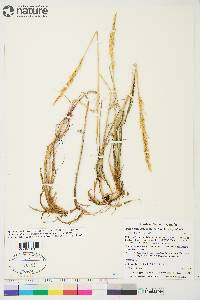 Arctagrostis latifolia subsp. latifolia image