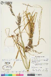 Bromus pumpellianus image