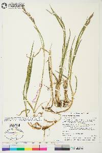 Bromus pumpellianus image