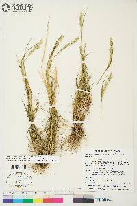 Elymus alaskanus subsp. alaskanus image