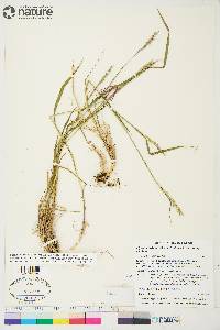 Elymus alaskanus subsp. alaskanus image