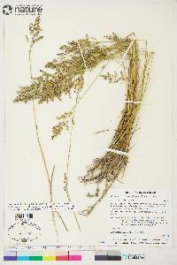 Poa pratensis subsp. alpigena image