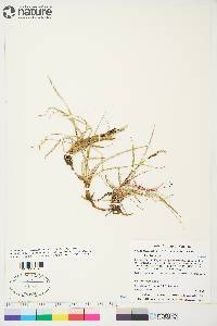 Carex bigelowii subsp. lugens image