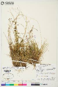 Carex capillaris image