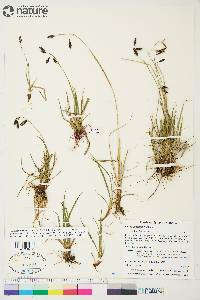 Carex atrofusca image