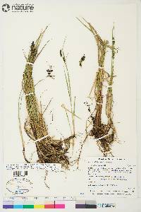 Carex adelostoma image