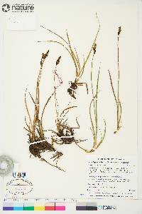 Carex bigelowii image