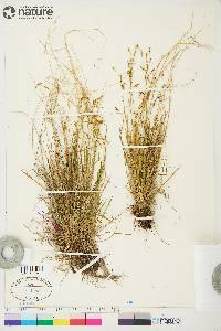 Carex krausei image