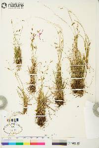 Carex capillaris image