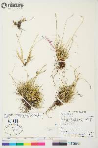 Carex glacialis image