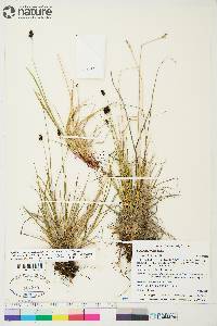 Carex norvegica image