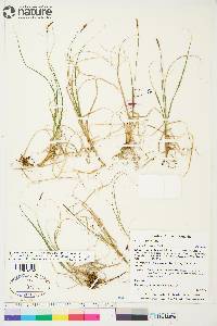 Carex rupestris image