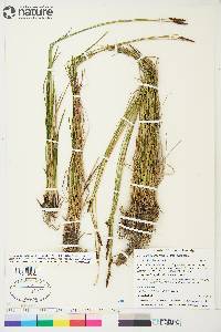 Carex scirpoidea image