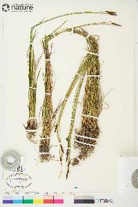 Carex scirpoidea image