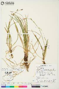 Carex vaginata image