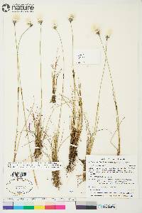 Eriophorum brachyantherum image