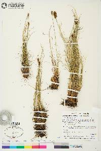 Carex borealipolaris image