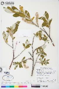 Salix alaxensis image