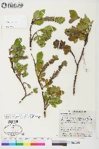 Salix arctolitoralis image
