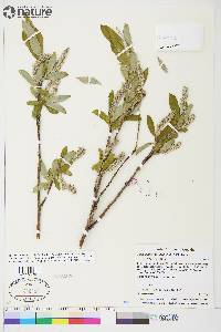 Salix glauca var. cordifolia image