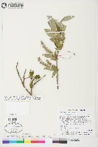 Salix glauca var. glauca image