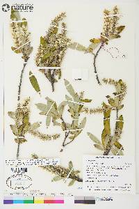 Salix glauca image