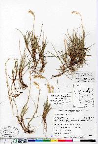 Festuca rubra image