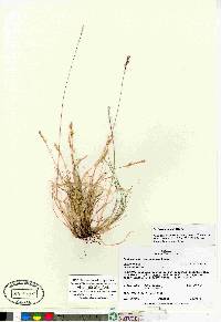 Festuca lenensis image