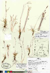 Festuca lenensis image