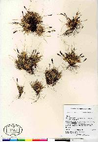 Festuca hyperborea image