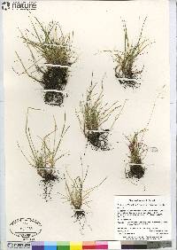 Festuca prolifera image