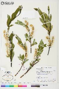 Salix planifolia image