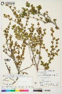 Betula glandulosa image