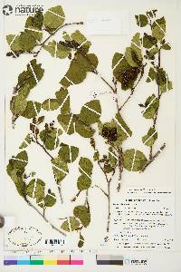 Alnus alnobetula image