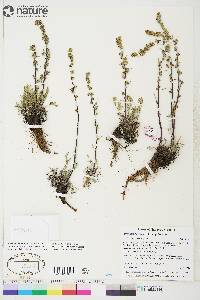 Artemisia borealis subsp. borealis image