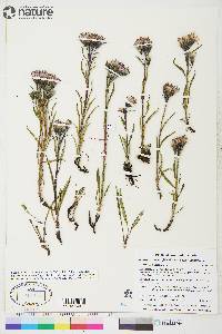 Saussurea angustifolia subsp. angustifolia image