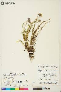 Symphyotrichum pygmaeum image
