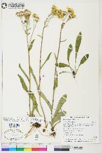 Senecio lugens image