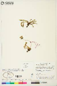 Taraxacum phymatocarpum image