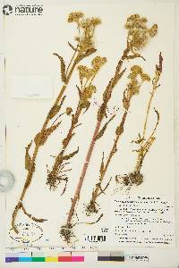 Tephroseris palustris image