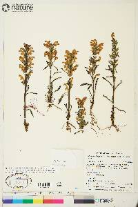 Pedicularis langsdorffii subsp. arctica image