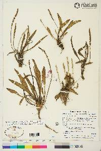 Plantago canescens image