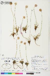 Armeria maritima subsp. sibirica image