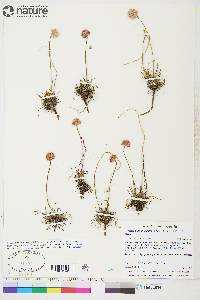 Armeria maritima subsp. sibirica image